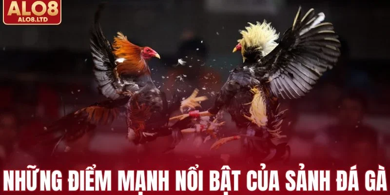 Những điểm mạnh nổi bật của sảnh đá gà