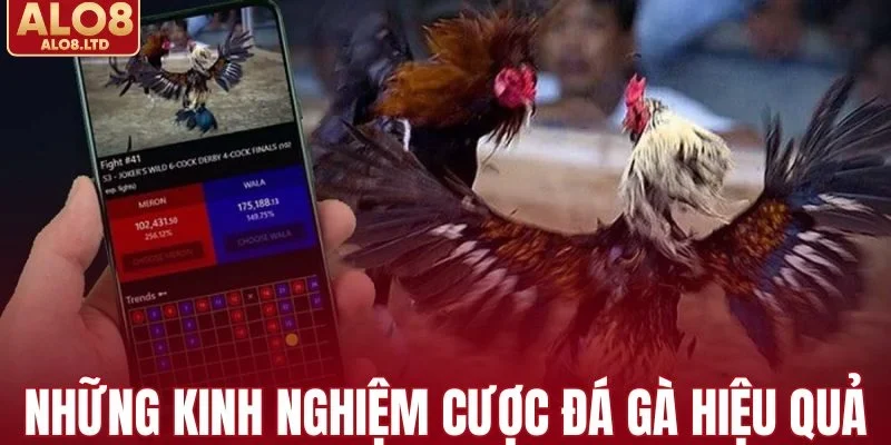 Những kinh nghiệm cược đá gà hiệu quả
