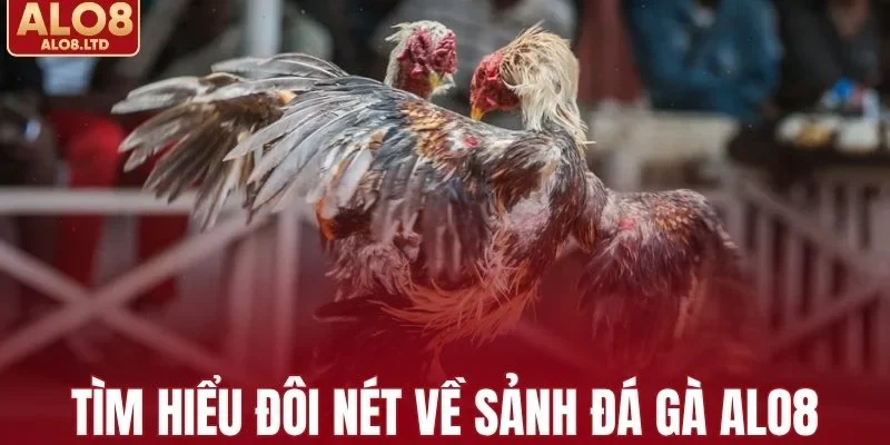 Tìm hiểu đôi nét về sảnh đá gà ALO8